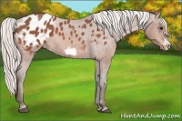 Horse Color:Silver Bay Roan Frame Appaloosa 