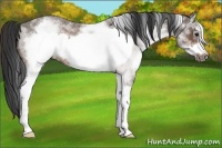 Horse Color:White Spotted Brown Roan Frame 