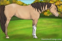 Horse Color:Amber Champagne 