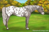 Horse Color:Silver Blue Roan Frame Appaloosa