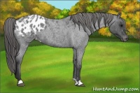 Horse Color:Blue Roan Appaloosa 