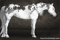 Horse Color:White Spotted Black Splash