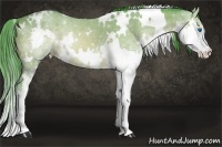 Horse Color:Watercolor White Spotted Buckskin Splash 