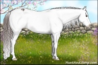Horse Color:Bay Splash Appaloosa 