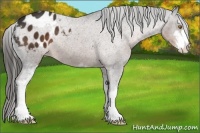 Horse Color:Liver Chestnut Sabino Appaloosa 