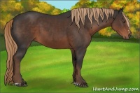 Horse Color:Liver Chestnut Sabino 