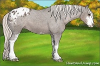 Horse Color:Silver Black Sabino Appaloosa 