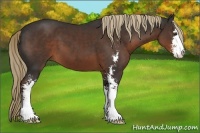 Horse Color:Liver Chestnut Sabino