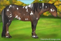 Horse Color:White Spotted Liver Chestnut 