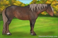 Horse Color:Liver Chestnut Sabino Rabicano