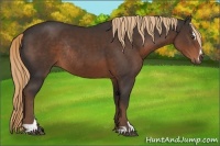 Horse Color:Liver Chestnut Sabino Rabicano 