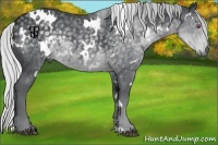 Horse Color:White Spotted Silver Black Chinchilla Sabino 