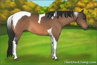 Horse Color:Buckskin Tobiano 