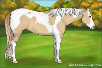 Horse Color:Red Dun Splash Tobiano 