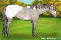 Horse Color:Bay Dun Snowcap 