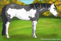 Horse Color:Blue Roan Splash Frame 