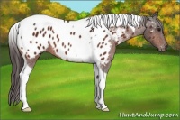 Horse Color:Bay Tobiano Appaloosa 