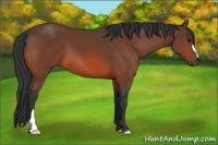 Horse Color:Bay 