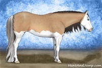 Horse Color:Amber Champagne Splash 