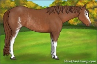 Horse Color:White Spotted Chestnut Rabicano 
