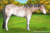 Horse Color:White Spotted Bay Rabicano 
