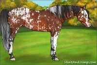 Horse Color:Bay Sabino Splash Rabicano  and White Spotted Bay Splash Appaloosa Rabicano 