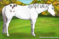 Horse Color:White Spotted Brown Splash Blanket Rabicano