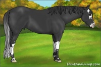 Horse Color:Black Splash