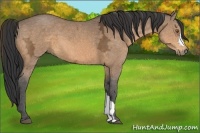 Horse Color:Buckskin Ice 