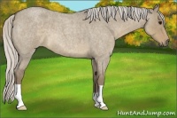 Horse Color:Silver Smoky Grullo Roan