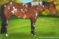 Horse Color:White Spotted Bay 