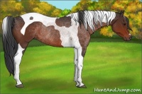 Horse Color:Bay Tobiano Rabicano 