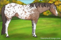 Horse Color:White Spotted Bay Ice Appaloosa and White Spotted Bay Appaloosa