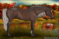 Horse Color:Silver Bay Sabino