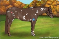 Horse Color:White Spotted Liver Chestnut 