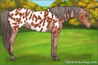 Horse Color:Bay Appaloosa 