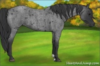 Horse Color:Blue Roan 