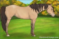 Horse Color:Amber Champagne