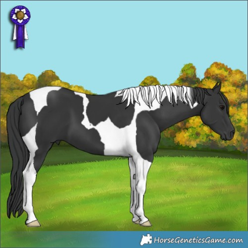 Horse Color:Black Tobiano 