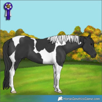 Horse Color:Black Tobiano