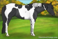 Horse Color:Black Tobiano 