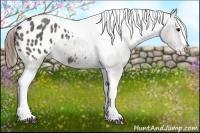 Horse Color:Grullo Splash Tobiano Appaloosa 