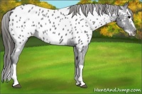 Horse Color:Blue Roan Splash Frame Appaloosa 