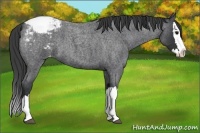 Horse Color:Blue Roan Splash Varnish