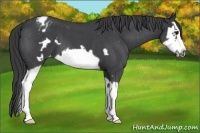 Horse Color:Blue Roan Splash Frame Appaloosa 