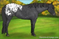 Horse Color:Blue Roan Appaloosa