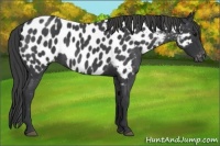 Horse Color:Blue Roan Sabino Appaloosa