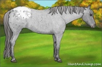 Horse Color:Blue Roan Appaloosa 
