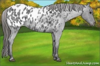 Horse Color:Blue Roan Appaloosa 