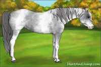 Horse Color:White Spotted Blue Roan Varnish 